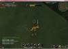 baby_swamp_gator_1031_08.JPG