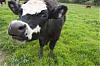 Cownip's Avatar