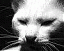 IceSphere's Avatar