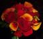 Calla Lilly's Avatar
