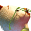 tikitiki's Avatar